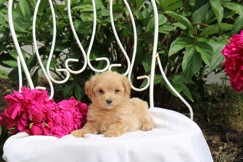 puppy, for, sale, Maltipoo, Matthew B. Stoltzfus, dog, breeder, Gap, PA, dog-breeder, puppy-for-sale, forsale, nearby, find, puppyfind, locator, puppylocator, aca